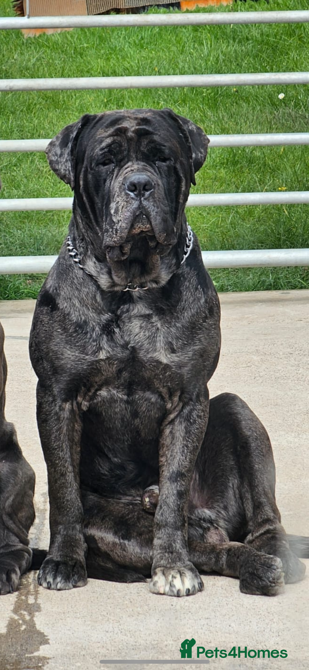 Cane Corso dogs for sale: Cane corso for sale - Advert 3