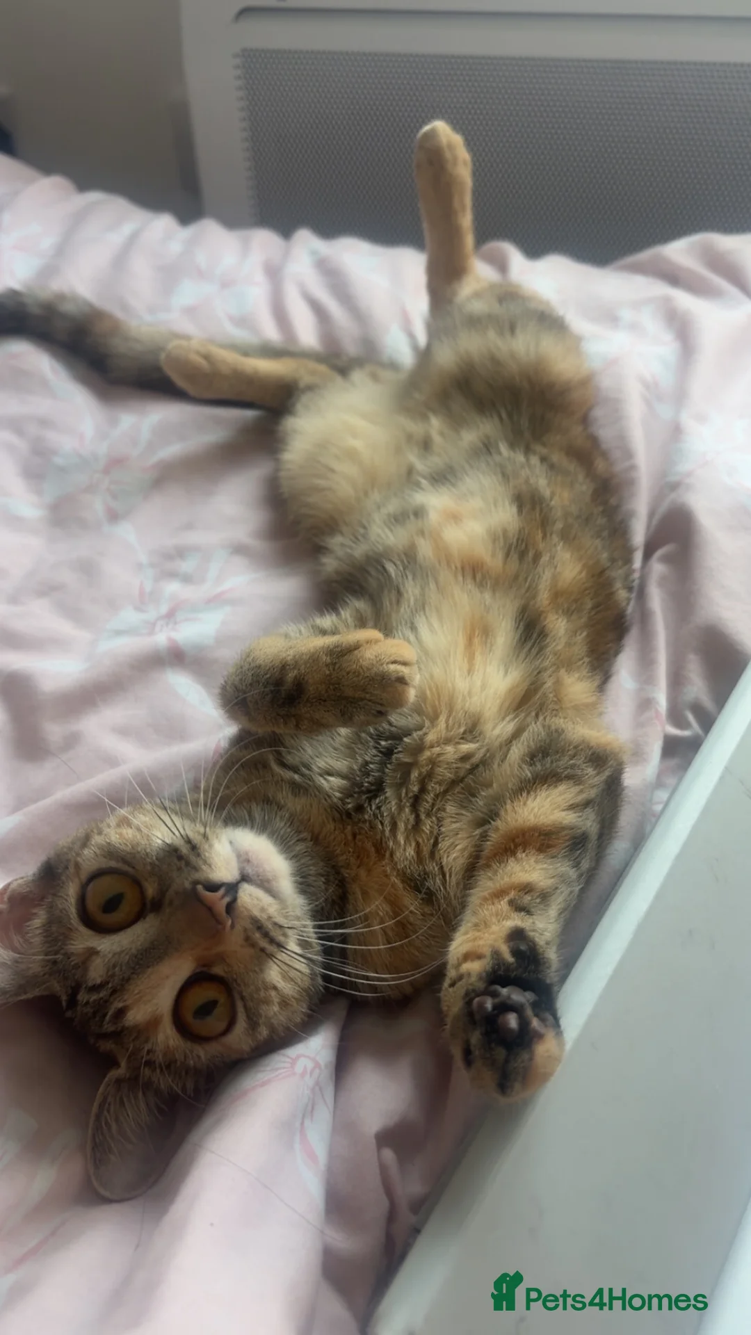 Domestic Shorthair cats for sale: Nala 🎀 - Advert 2