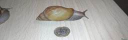 Snails invertebrates for sale: Giant African land snails in Letchworth Garden City - Advert 3