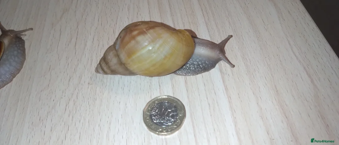 Snails invertebrates for sale: Giant African land snails - Advert 3