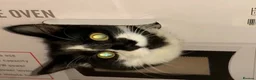 Mixed Breed cats for sale: Bonded pair.  in Crewe - Advert 15
