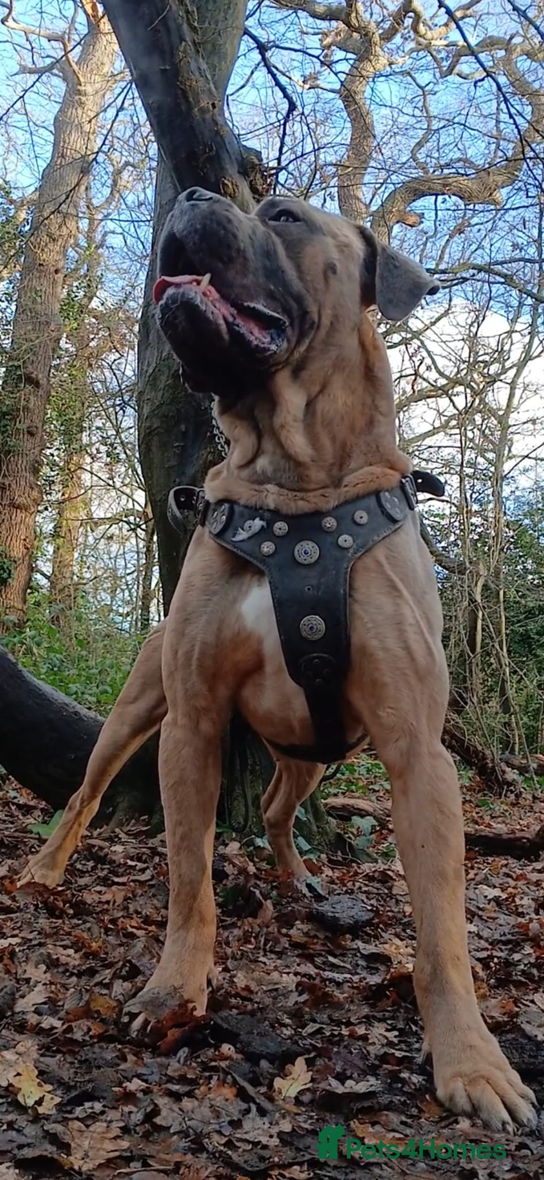 Cane Corso dogs for sale: Russian/Romanian cane Corso pup  - Advert 8