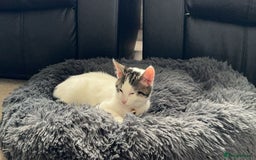 Mixed Breed cats for sale: Rosie - Image 1