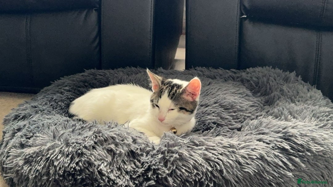 Mixed Breed cats for sale: Rosie - Image 1