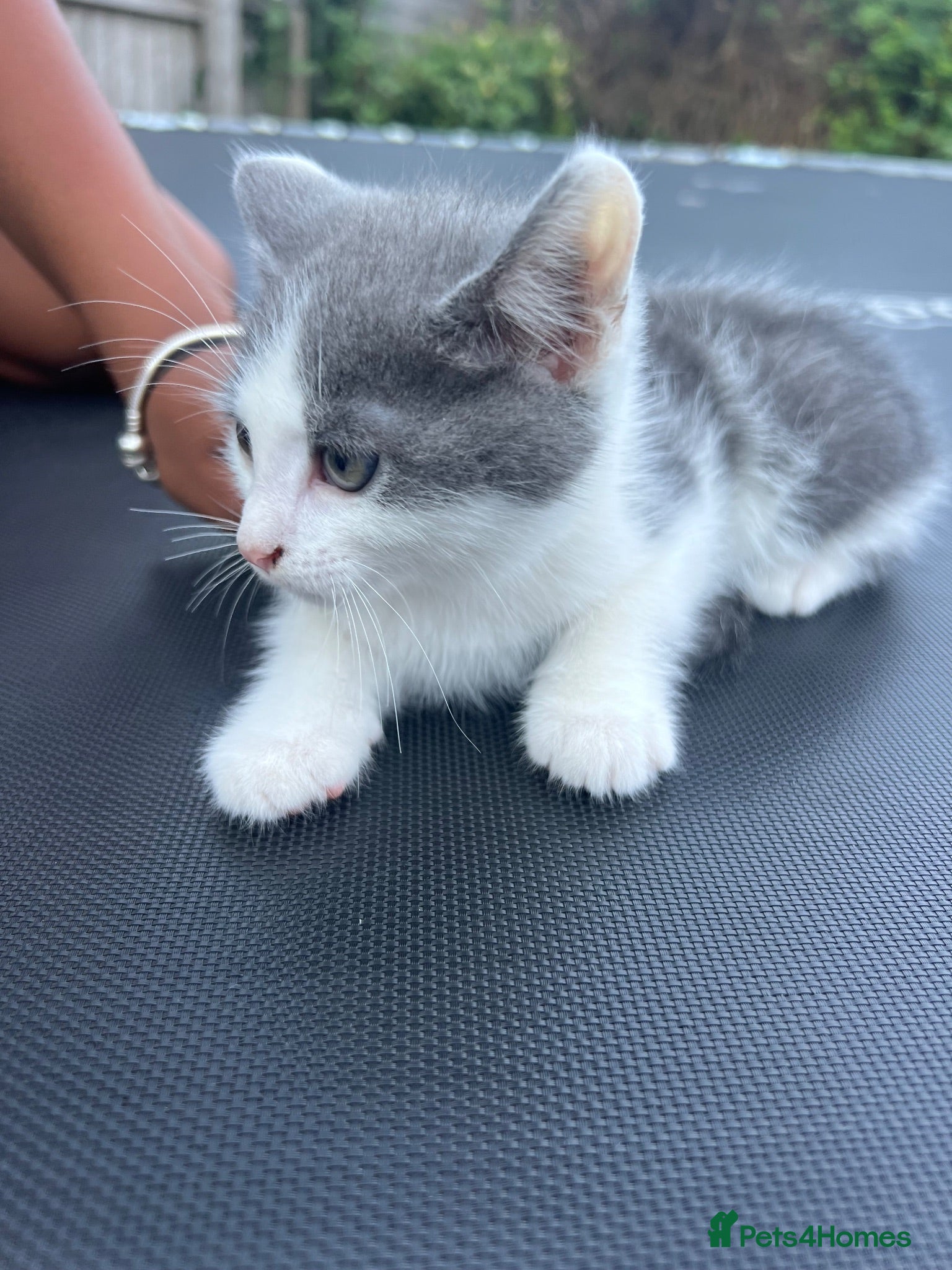 Mixed Breed cats Kittens ready to go £50 - Advert 1