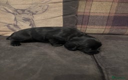 Cocker Spaniel dogs for sale: cocker spaniel pups for sale short tailed workers - Image 7