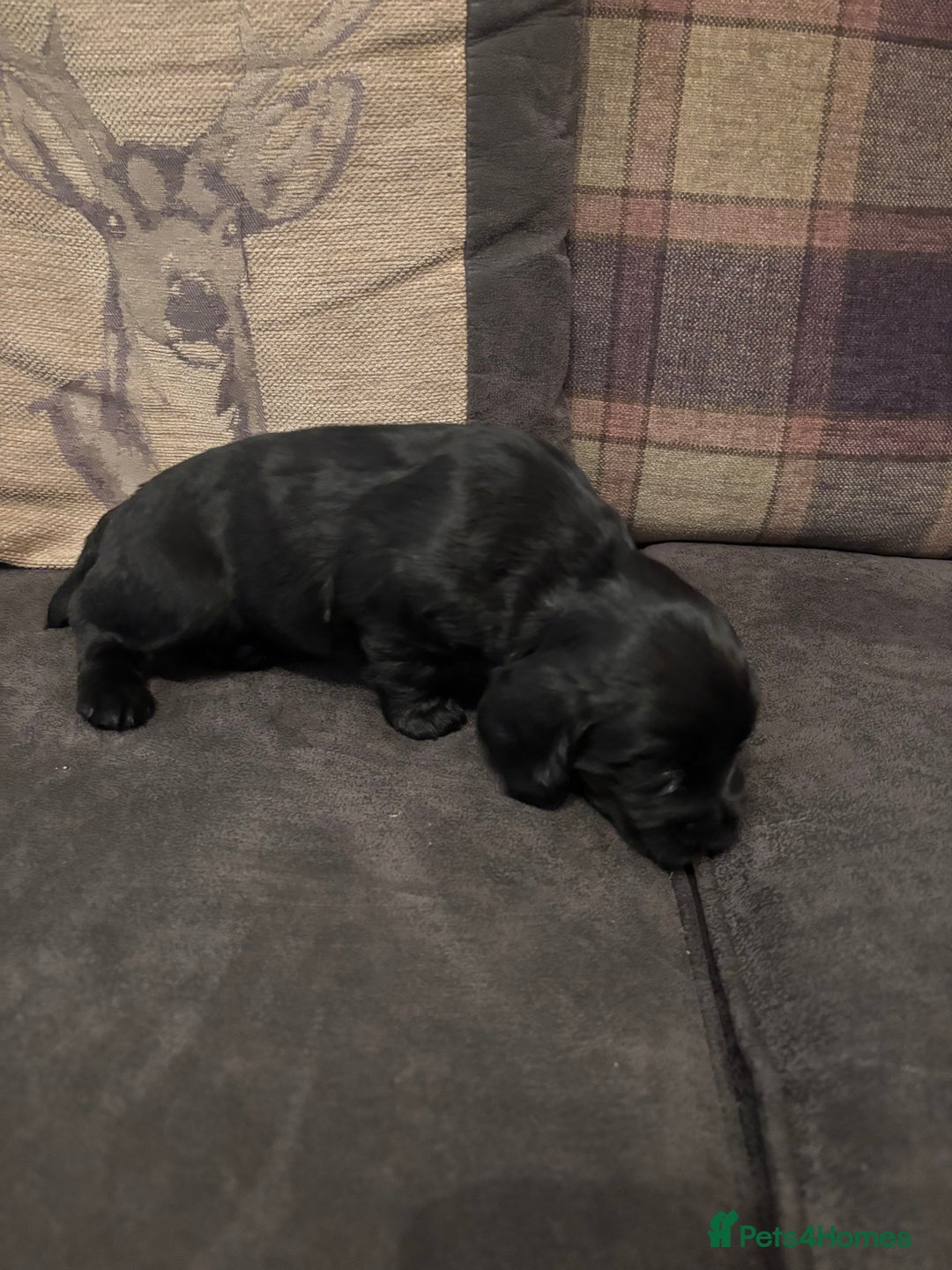 Cocker Spaniel dogs for sale: cocker spaniel pups for sale short tailed workers - Image 7