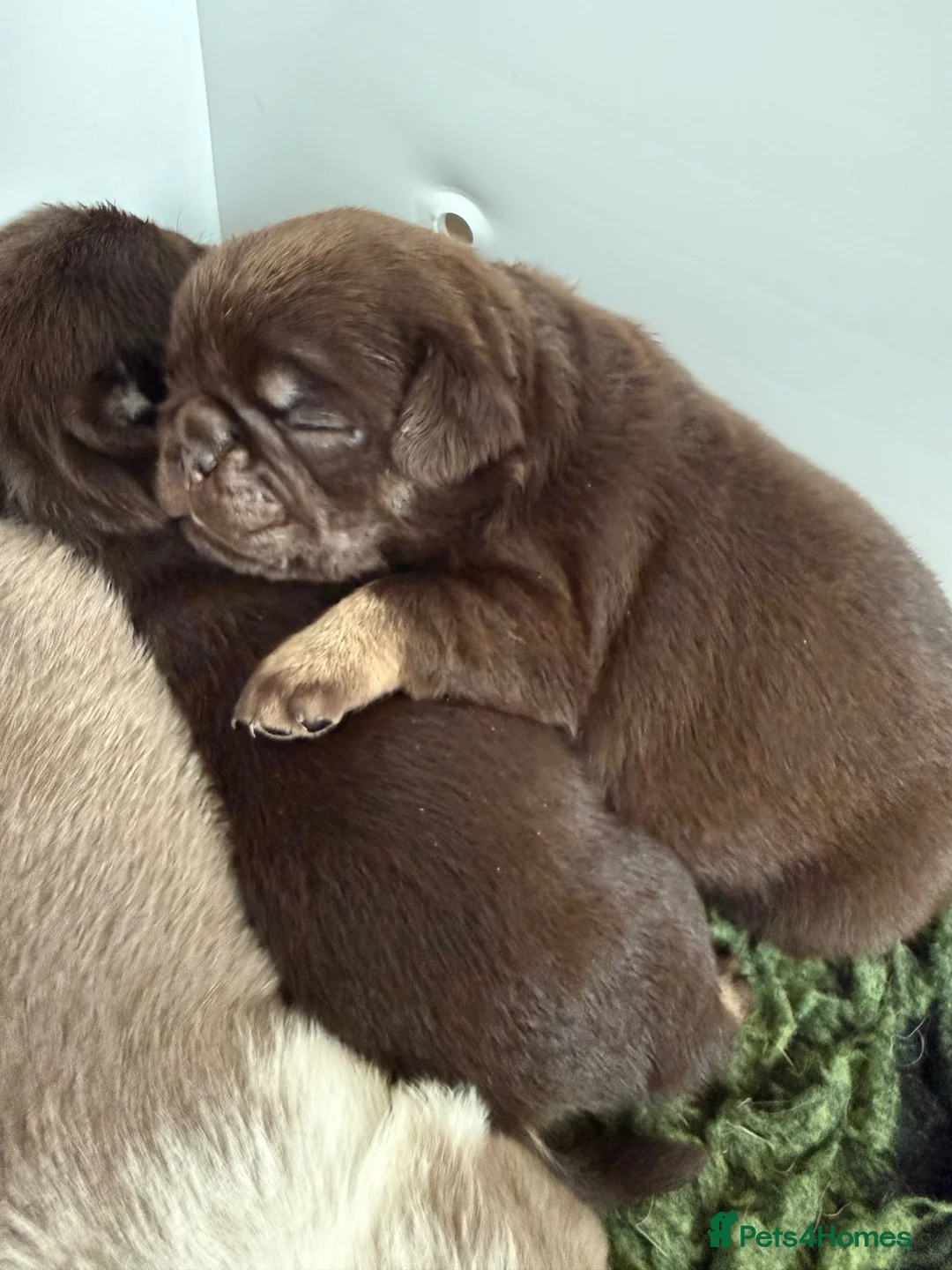 Pug dogs for sale: Kc lilac and choc pugs - 5 star licenced breeder - Advert 2