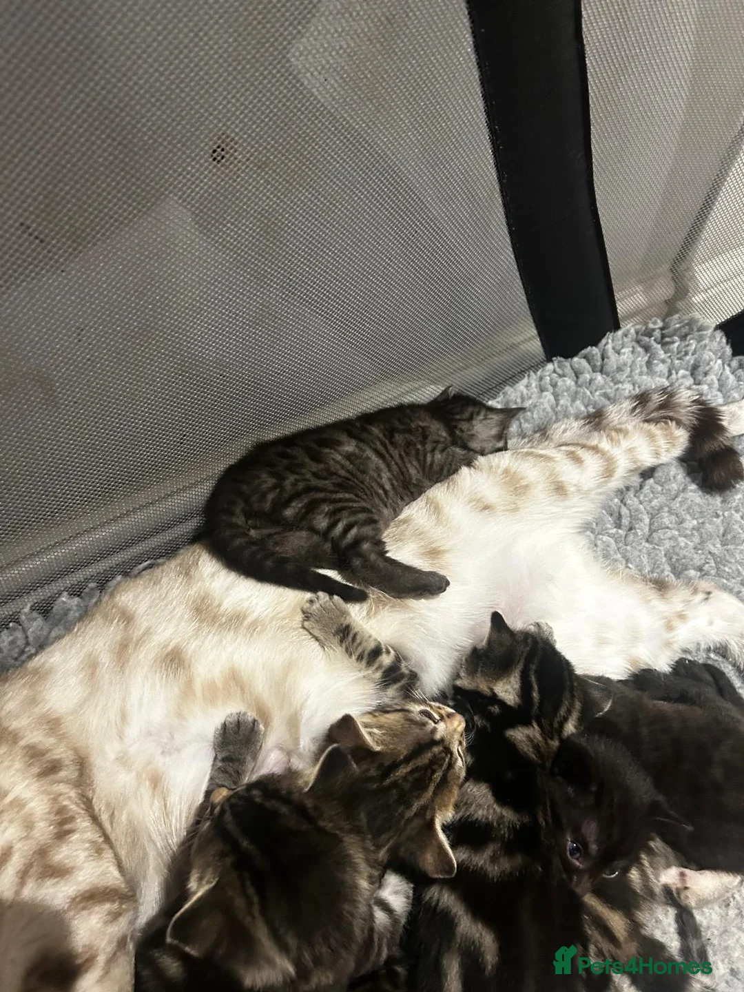 Bengal cats for sale: Bengal x kittens - Advert 22