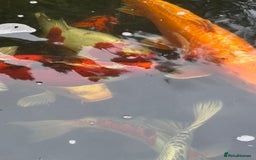 Koi Carp fish for sale: Complete Koi carp set up for sale - Image 12