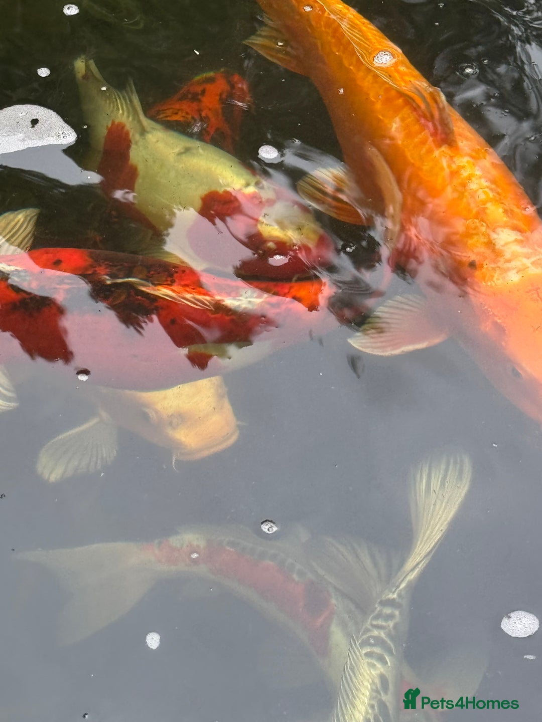 Koi Carp fish for sale: Complete Koi carp set up for sale - Image 12