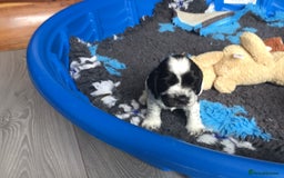 Cocker Spaniel dogs for sale: Show cocker pups  K.C. Reg. AMS. PRA. And FN clear - Image 13