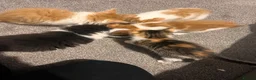 Mixed Breed cats for sale: Ginger, tuxedo and calico kittens - Advert 3