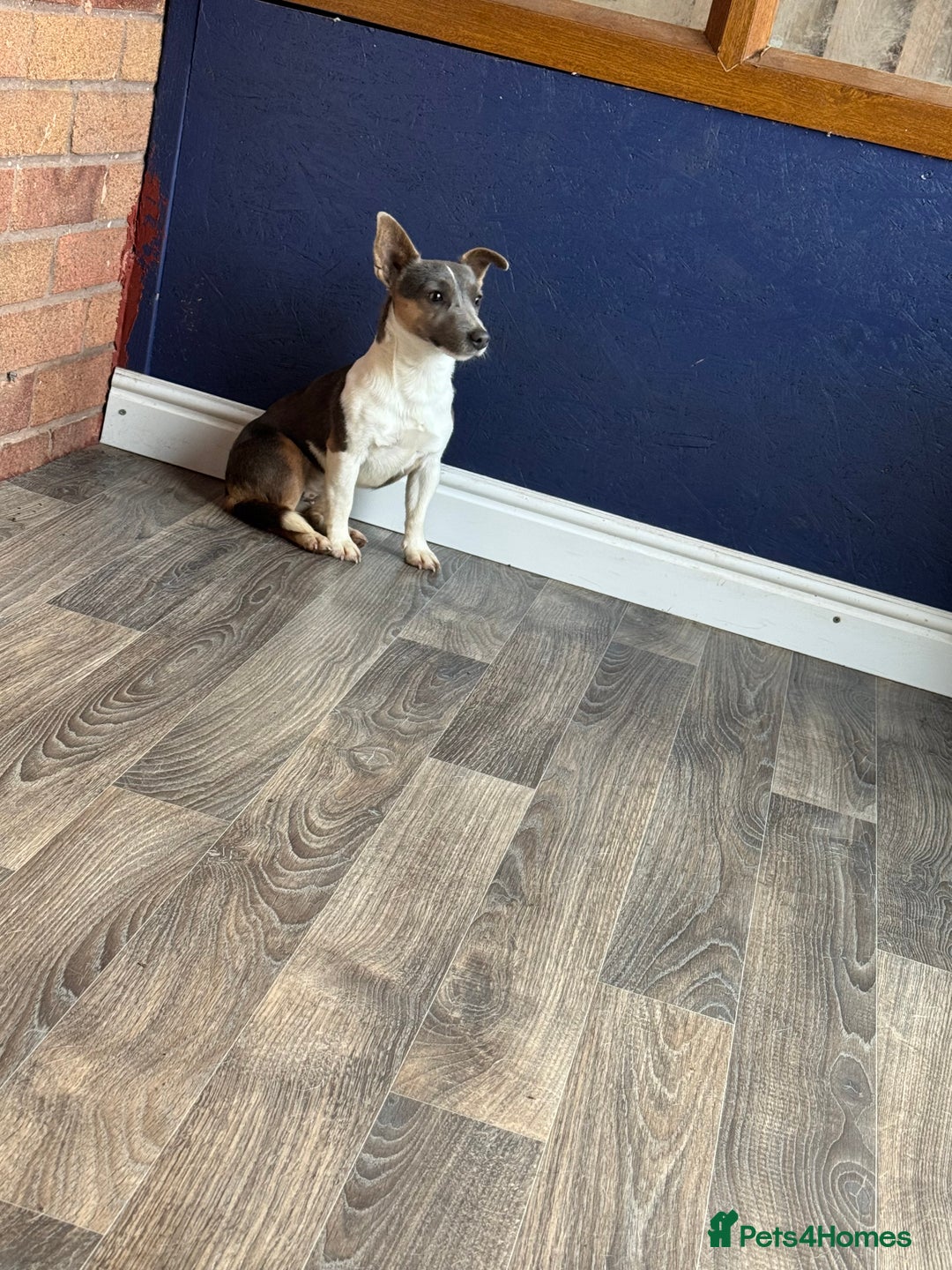 Jack Russell dogs for sale: Blue jack Russell girl - Advert 2