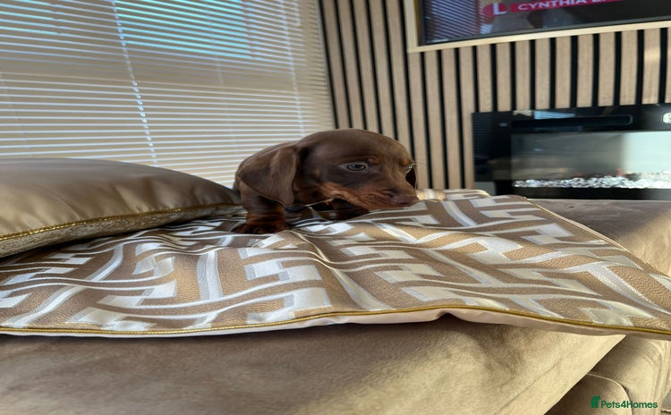 Dachshund dogs Dachshund puppies - Advert 14