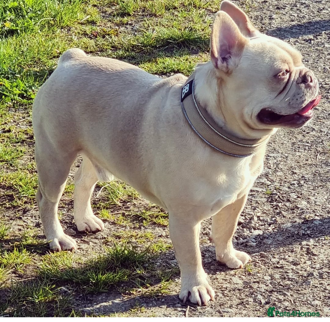 French Bulldog dogs for sale: last girl ready to leave now 🐾⚡️ - Advert 21