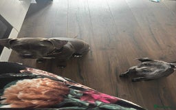 Staffordshire Bull Terrier dogs for sale: Staffordshire terrier pup boy 3 months old ;) - Image 7