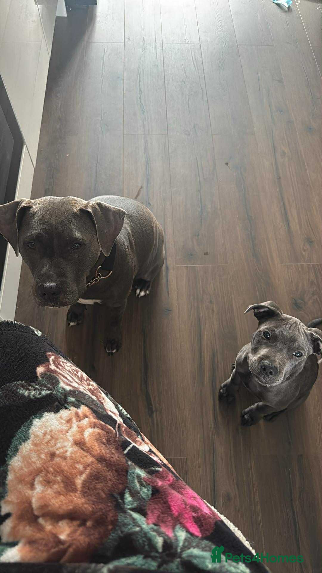 Staffordshire Bull Terrier dogs for sale: Staffordshire terrier pup boy 3 months old ;) - Image 7