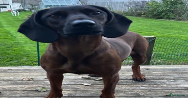 Bavarian Mountain Hound dogs Bavarian Mountain Hound KC registered  - Advert 4