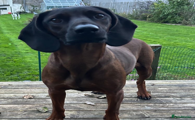 Bavarian Mountain Hound dogs Bavarian Mountain Hound KC registered  - Advert 1