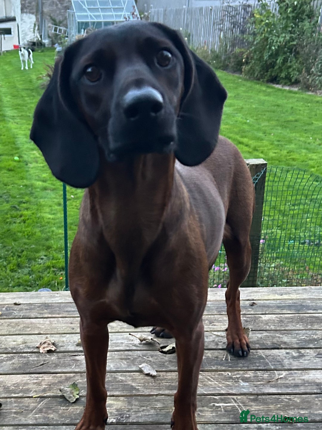 Bavarian Mountain Hound dogs for sale: Bavarian Mountain Hound KC registered  - Advert 2