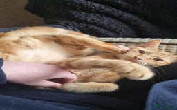 British Shorthair cats for sale: Beans Needs Rehoming  - Image 6