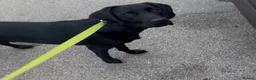 Cockerdor dogs for sale: Gorgeous black 9 month old male Cockador  - Advert 8