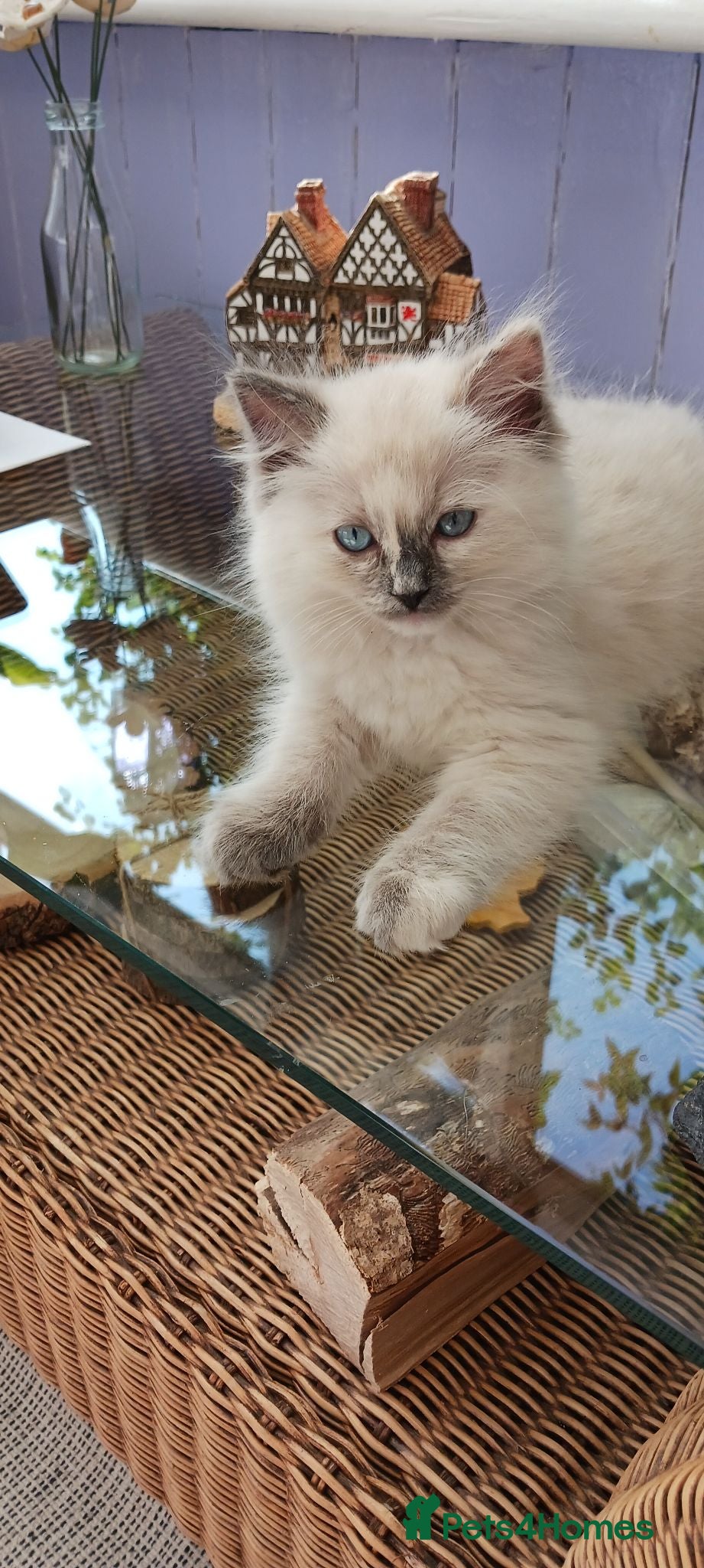 Ragdoll cats Beautiful Ragdol Kittens - Advert 2