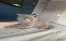 British Shorthair cats for sale: Pretty British shorthair  - Image 22