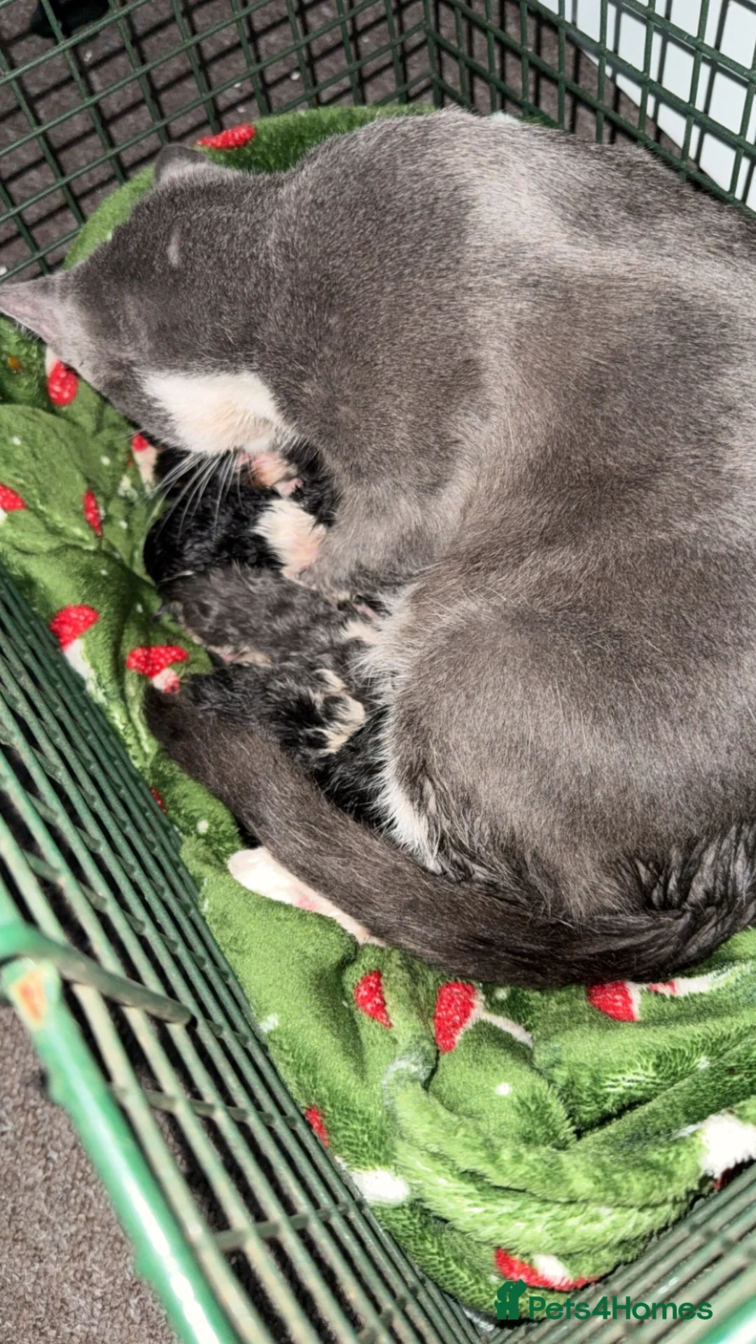 Russian Blue cats for sale: Gorgeous kittens for sale in London - Advert 19