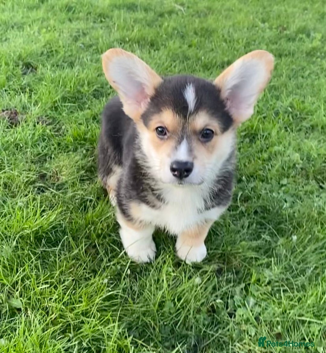 Welsh Corgi Pembroke dogs for sale: 5 KC Reg champ bloodlines & health tested parents - Advert 6