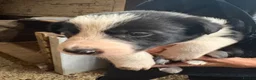 Border Collie dogs for sale: Farm Bred Border Collie puppies  - Advert 7