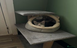 Mixed Breed cats for sale: Raggdoll x Kittens ready now  - Image 6