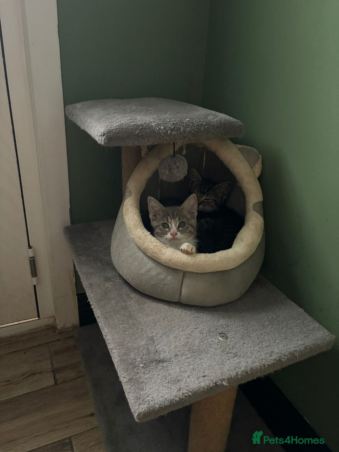 Mixed Breed cats for sale: Raggdoll x Kittens ready now  - Image 6