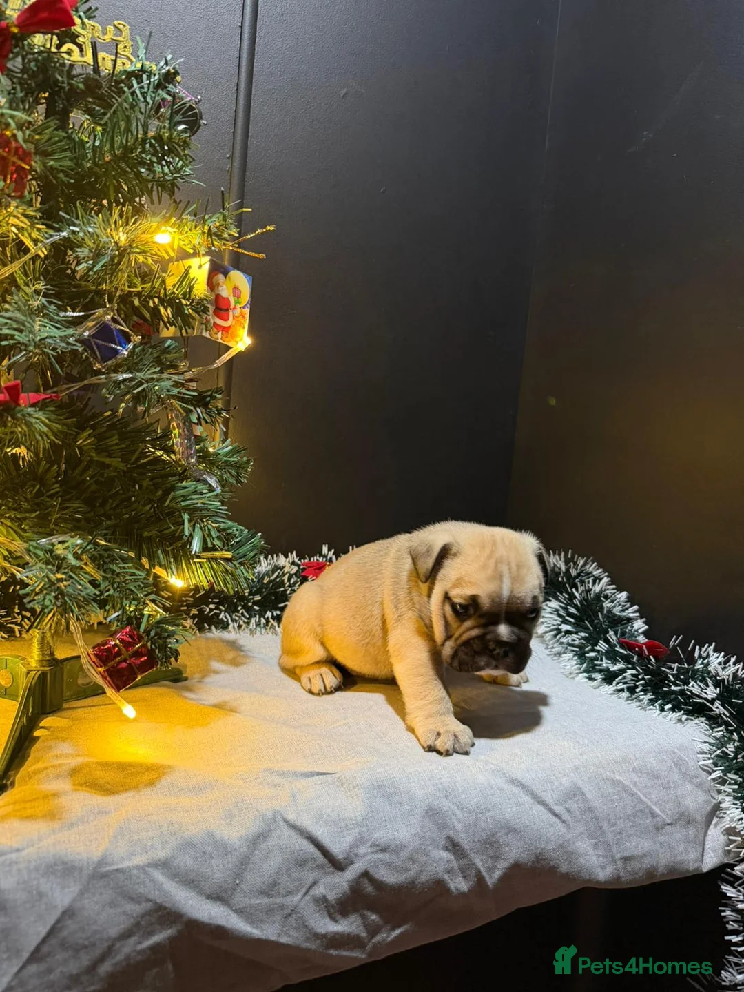 English Bulldog dogs for sale: English Bulldog Puppies Rare Coloured Ready now! - Advert 38