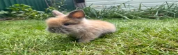 Lionhead rabbits for sale: Beautiful mini double maned lionheads  - Advert 15