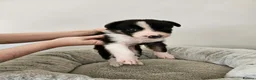 Border Collie dogs for sale: Border Collie Puppies - Advert 15
