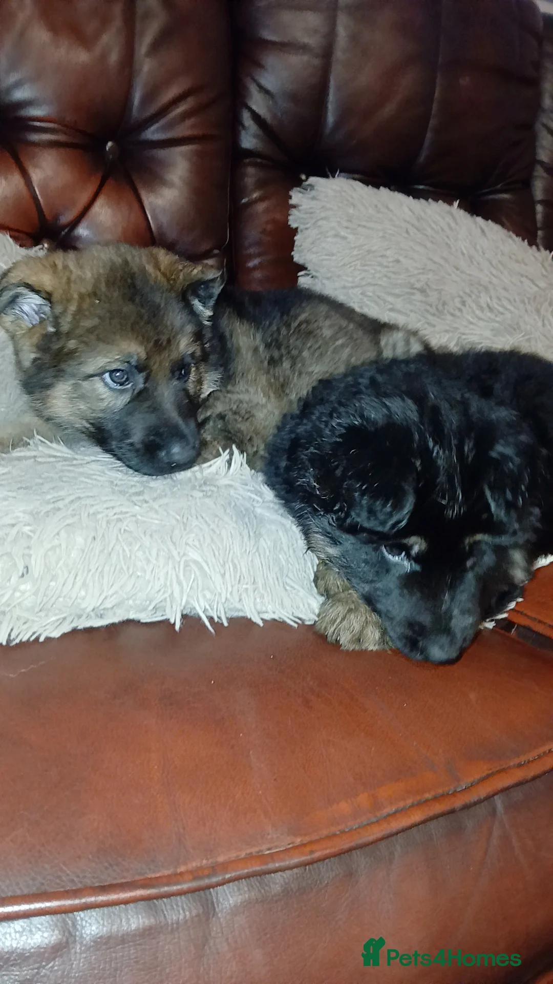 German Shepherd dogs for sale: 💥 2 beautiful male German shepherd's 💥 - Advert 9