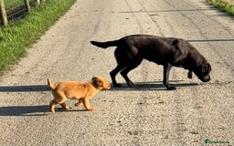 Labrador Retriever dogs for sale: 🧡Fabulous Chunky Boy🧡 - Image 5