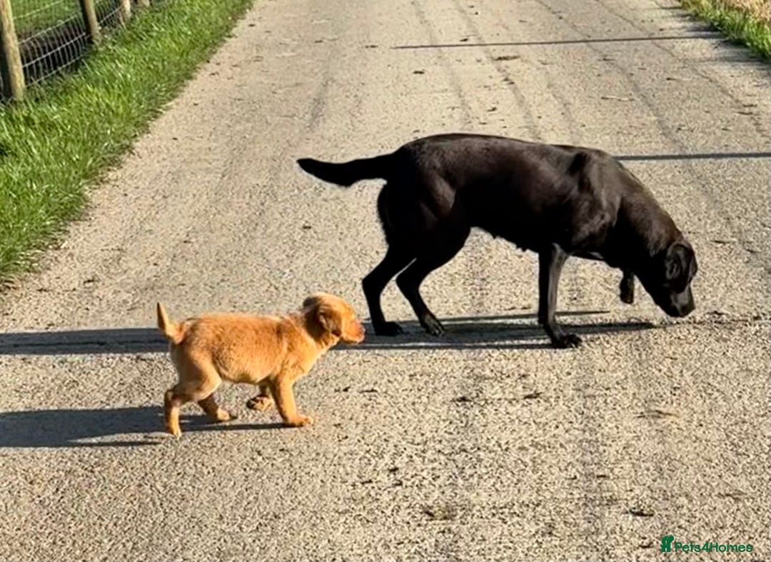 Labrador Retriever dogs for sale: 🧡Fabulous Chunky Boy🧡 - Image 5