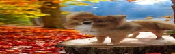 Pomeranian dogs for sale: 3yr old Pomeranian - Advert 3