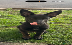 Belgian Shepherd Dog dogs for sale: Dutch herder - Image 1