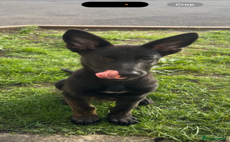 Belgian Shepherd Dog dogs - Advert 1
