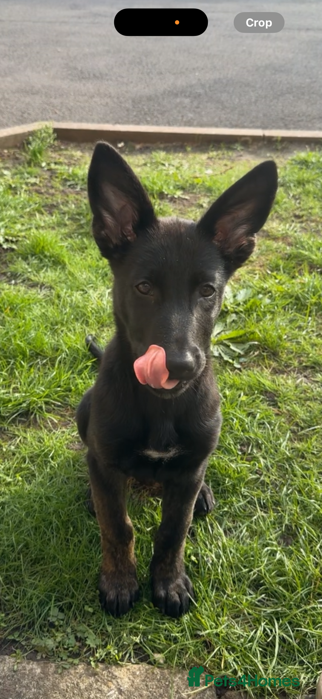 Belgian Shepherd Dog dogs for sale: Dutch herder - Image 1