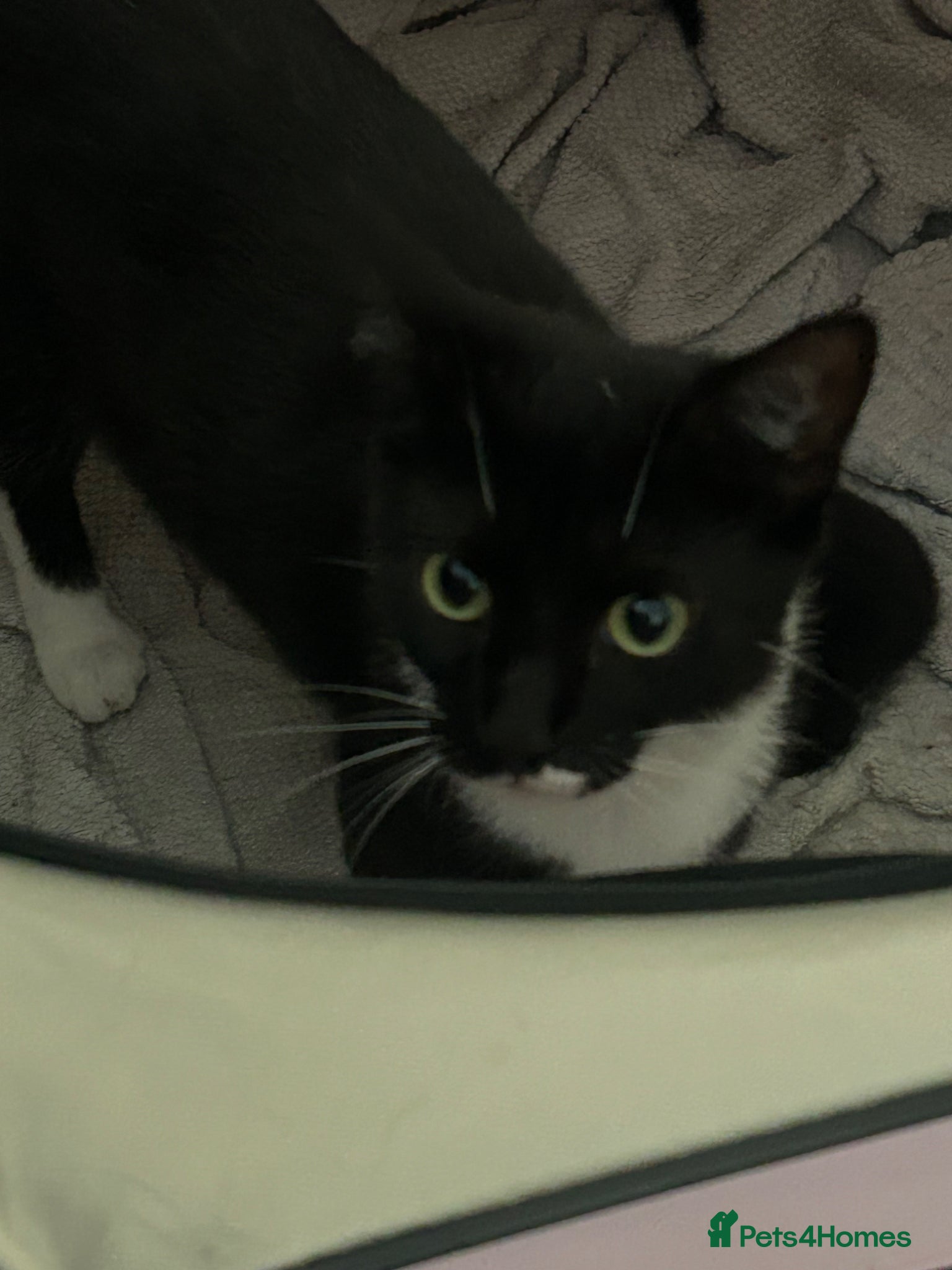 Mixed Breed cats Tuxedo and black  - Advert 2