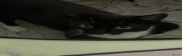 Mixed Breed cats for sale: Tuxedo and black  - Advert 1