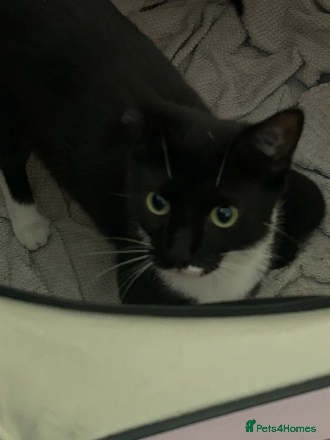 Mixed Breed cats for sale: Tuxedo and black  - Advert 1