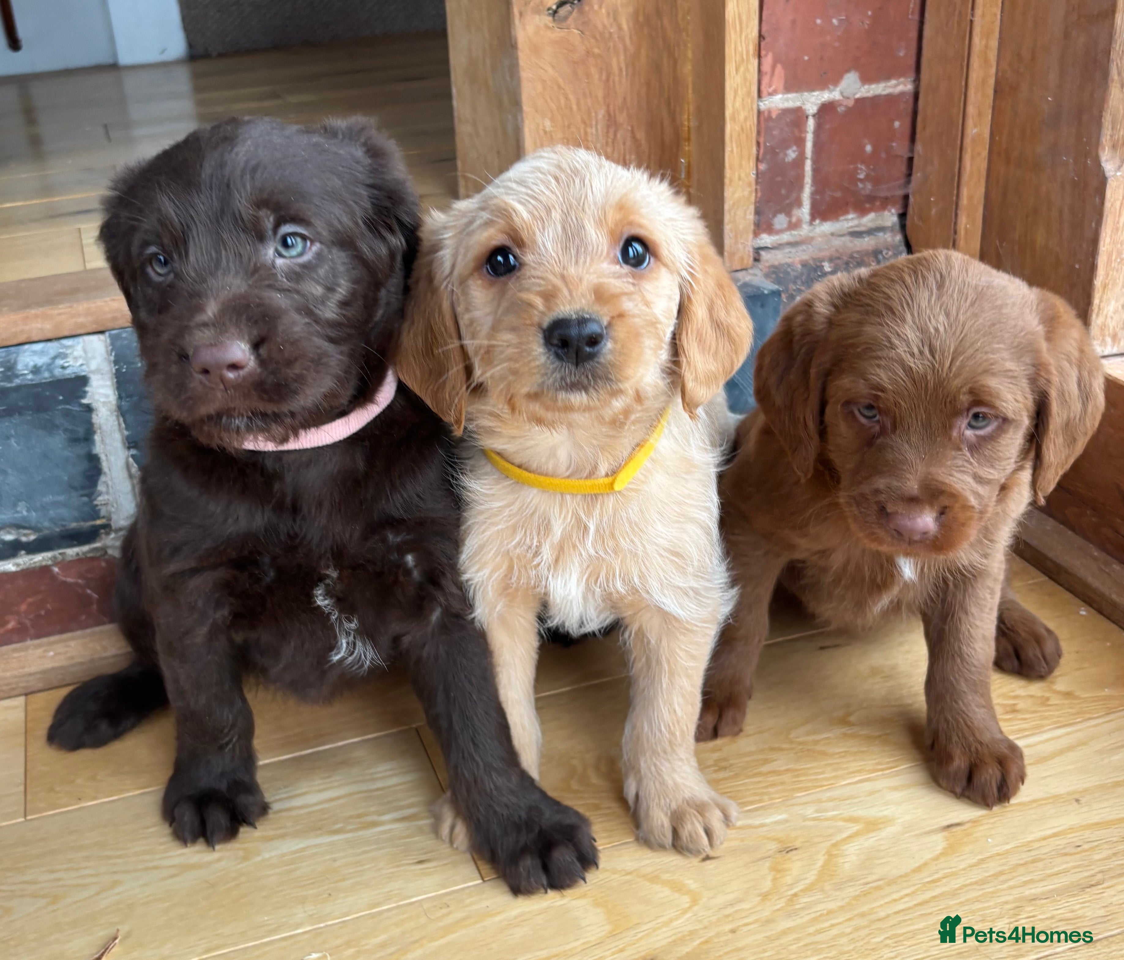 Labradoodle dogs Outstanding Pedigree F1 Labradoodle DNA Clear - Advert 9
