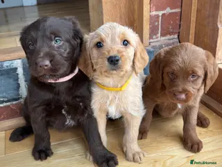 Labradoodle dogs Outstanding Pedigree F1 Labradoodle DNA Clear - Advert 9