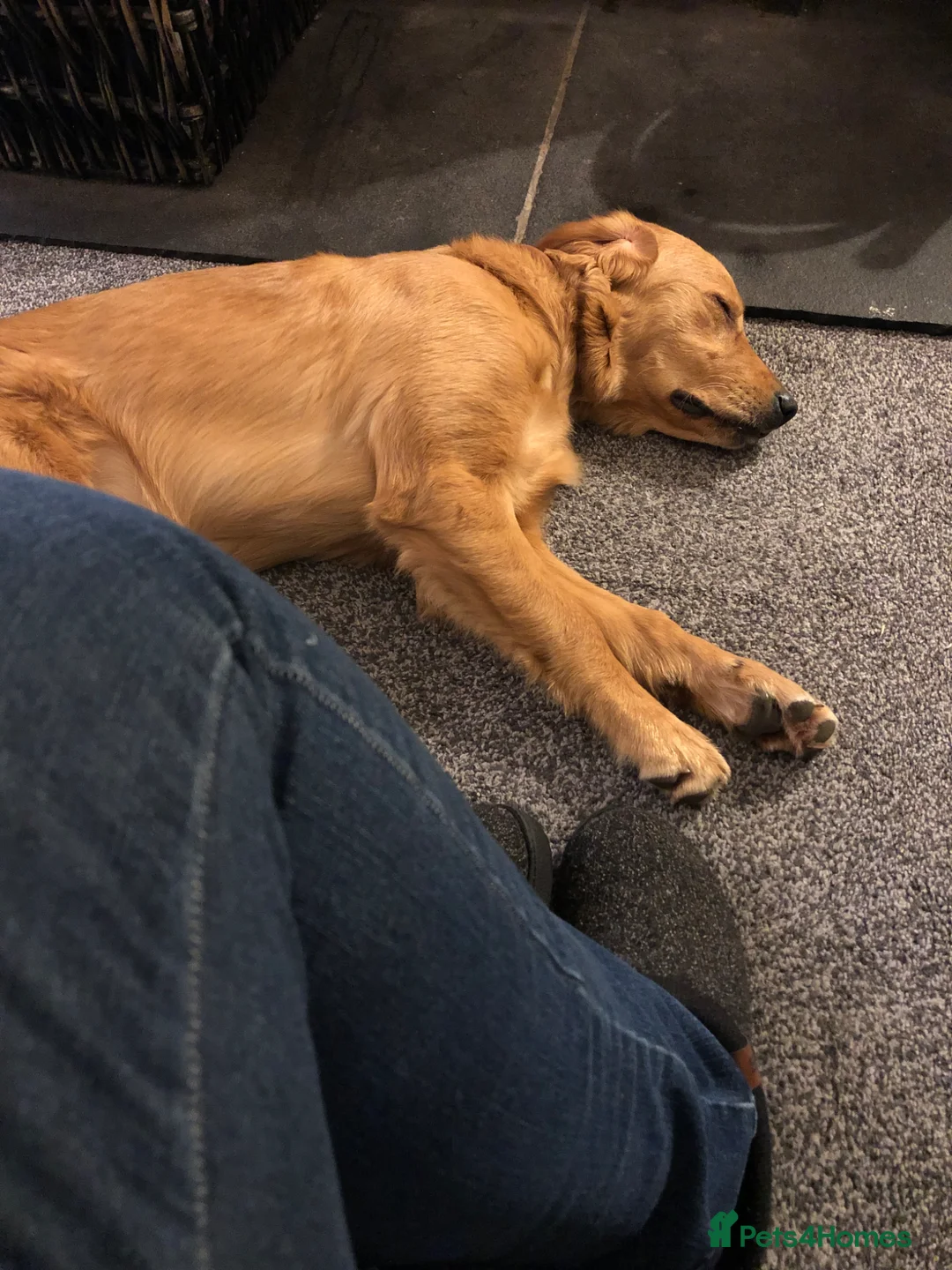 Golden Retriever dogs for sale: Beautiful Bella 2 years old - Advert 5